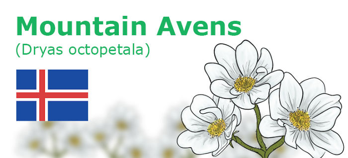 Digitally Hand-drawn European National Flowers Show You The Countries' Connection With Nature