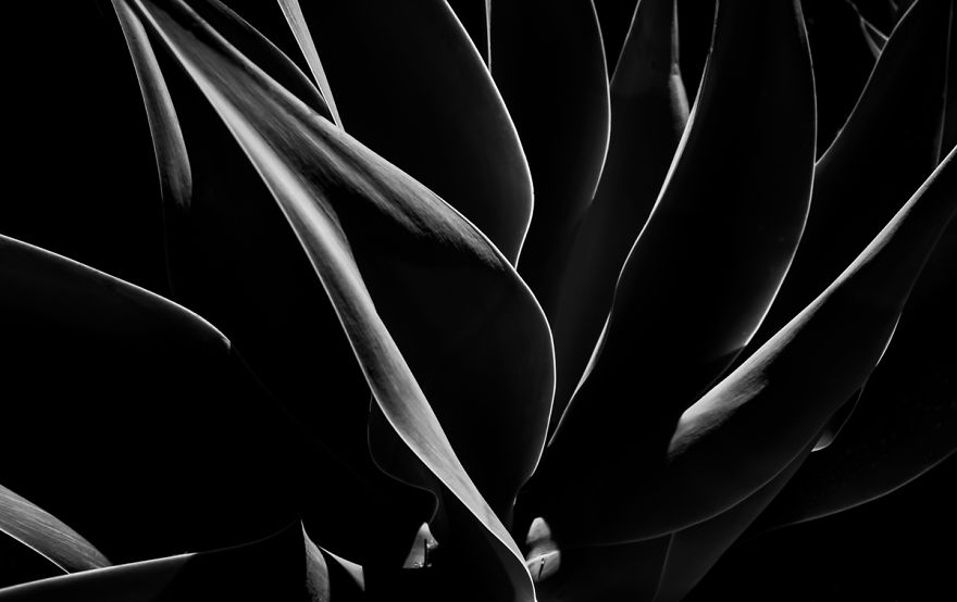 In My Spare Time I Enjoy Photographing My Natural Surrounding. In This Case, Agave Plants.
