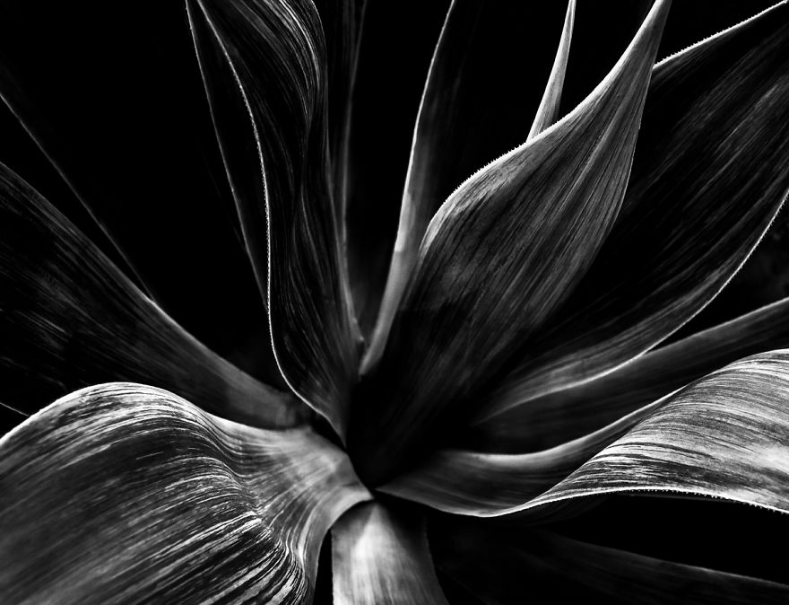 In My Spare Time I Enjoy Photographing My Natural Surrounding. In This Case, Agave Plants.