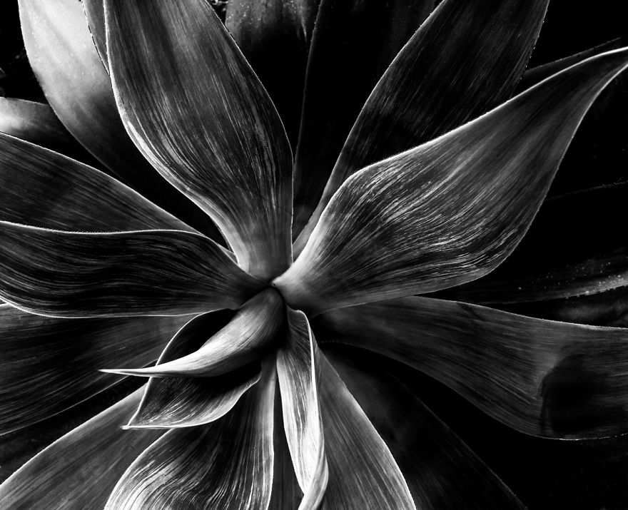 In My Spare Time I Enjoy Photographing My Natural Surrounding. In This Case, Agave Plants.