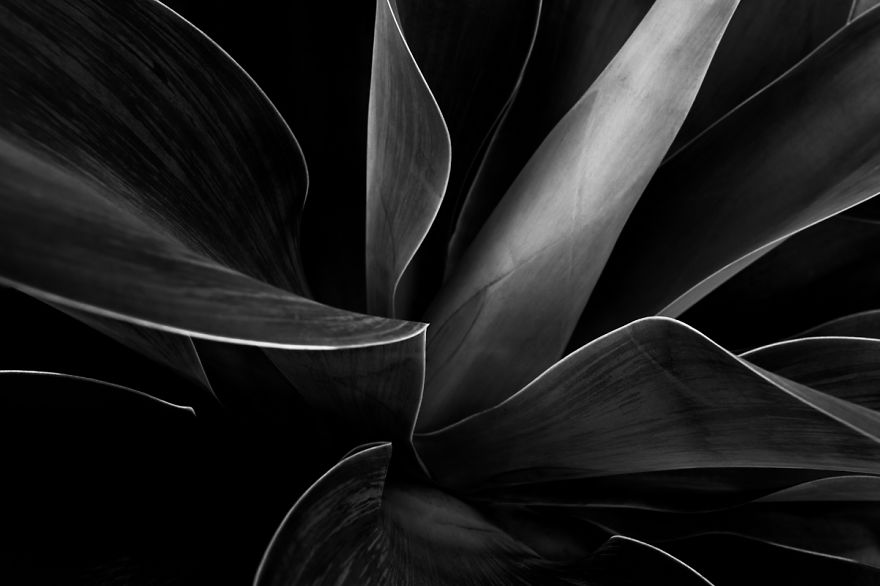 In My Spare Time I Enjoy Photographing My Natural Surrounding. In This Case, Agave Plants.