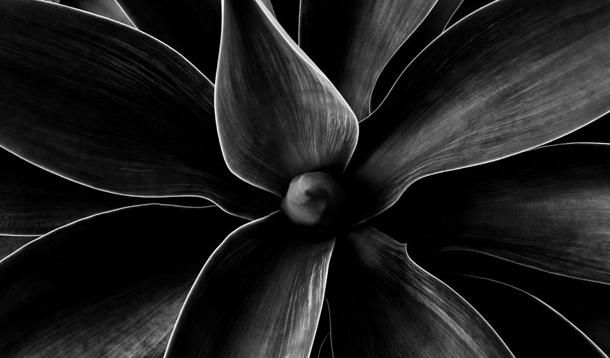 In My Spare Time I Enjoy Photographing My Natural Surrounding. In This Case, Agave Plants.