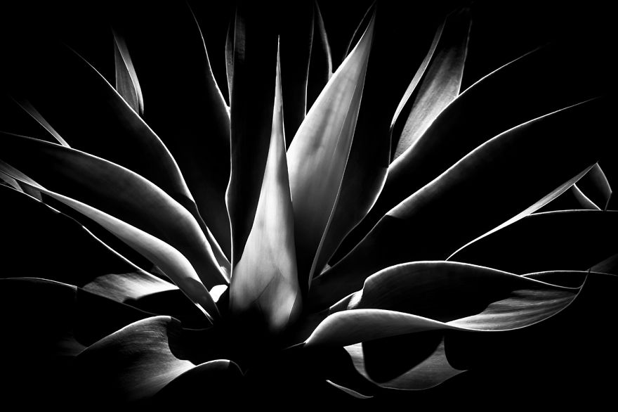 In My Spare Time I Enjoy Photographing My Natural Surrounding. In This Case, Agave Plants.