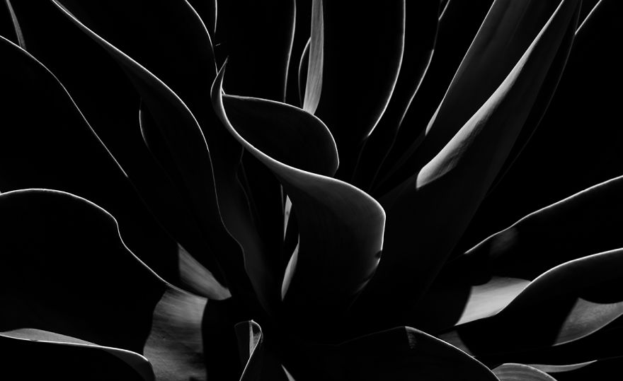 In My Spare Time I Enjoy Photographing My Natural Surrounding. In This Case, Agave Plants.