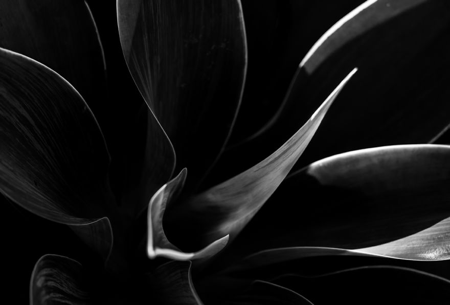 In My Spare Time I Enjoy Photographing My Natural Surrounding. In This Case, Agave Plants.