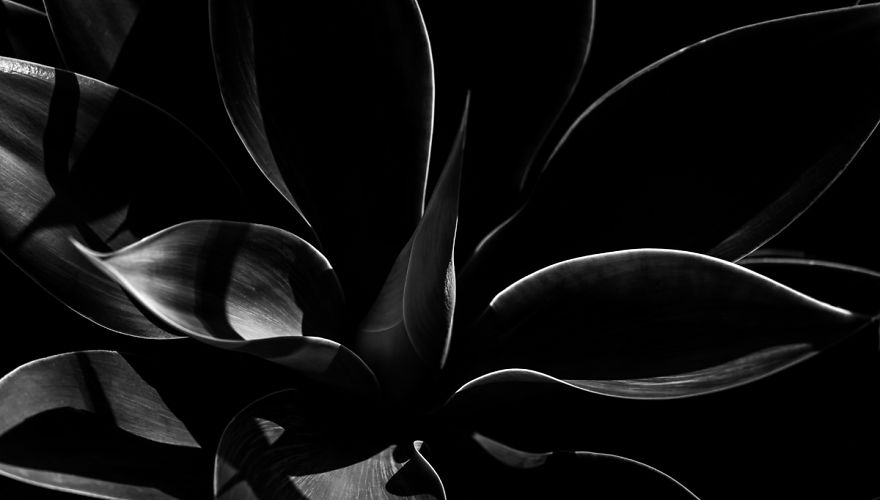 In My Spare Time I Enjoy Photographing My Natural Surrounding. In This Case, Agave Plants.
