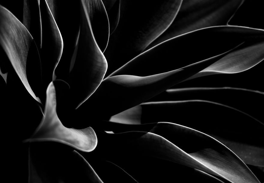 In My Spare Time I Enjoy Photographing My Natural Surrounding. In This Case, Agave Plants.