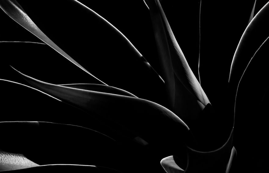 In My Spare Time I Enjoy Photographing My Natural Surrounding. In This Case, Agave Plants.