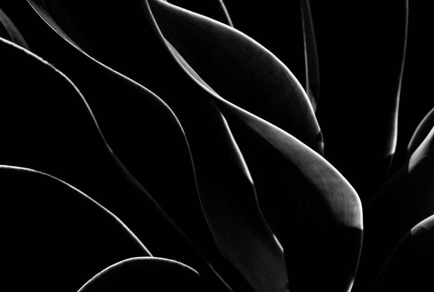 In My Spare Time I Enjoy Photographing My Natural Surrounding. In This Case, Agave Plants.