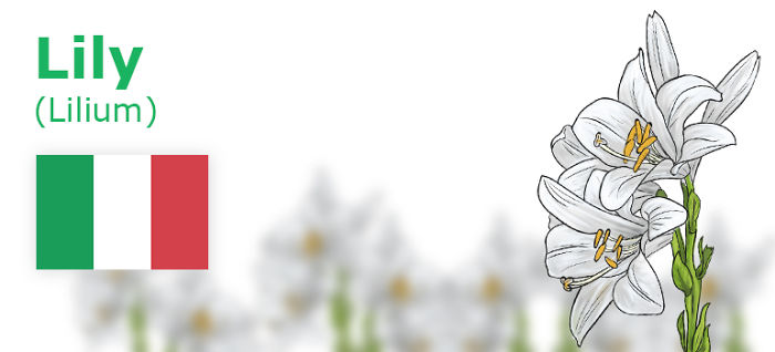 Digitally Hand-drawn European National Flowers Show You The Countries' Connection With Nature
