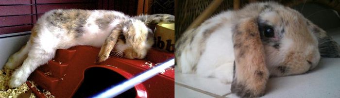My Sweet Rabbit's First Photo.... And The Last I Took Of Him. Rip Jack !
