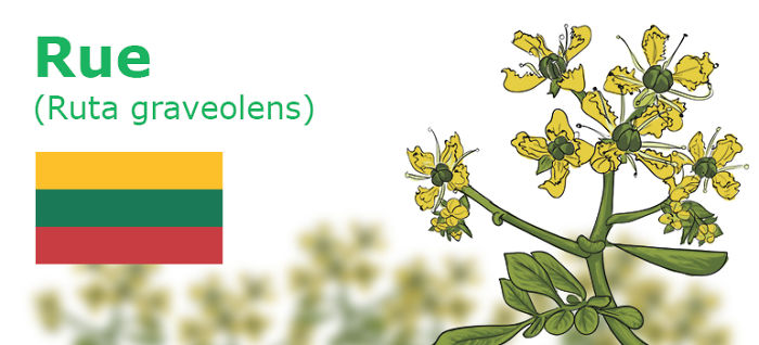 Digitally Hand-drawn European National Flowers Show You The Countries' Connection With Nature