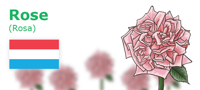 Digitally Hand-drawn European National Flowers Show You The Countries' Connection With Nature
