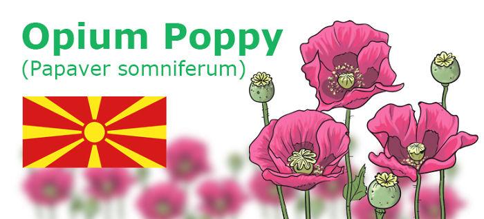 Digitally Hand-drawn European National Flowers Show You The Countries' Connection With Nature
