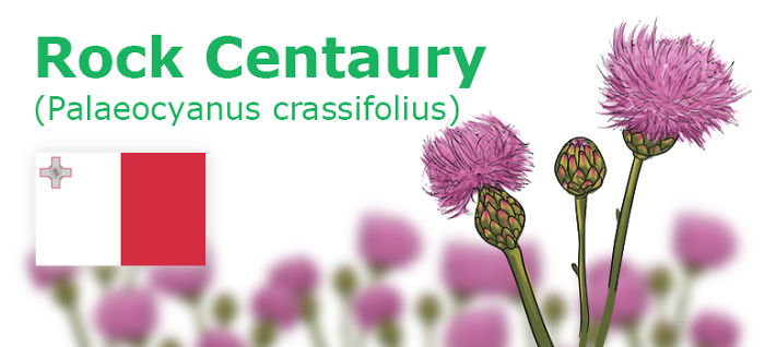 Digitally Hand-drawn European National Flowers Show You The Countries' Connection With Nature