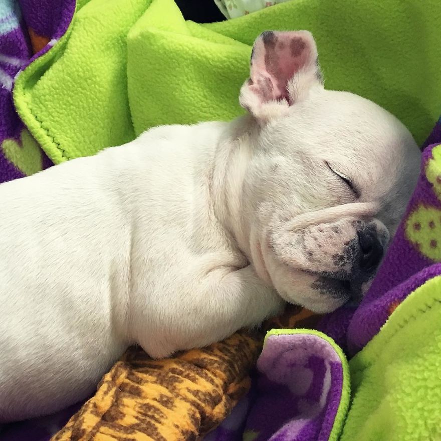 Frenchie Puppy With Fluid On The Brain Fights To Be Able To Live A Good Life