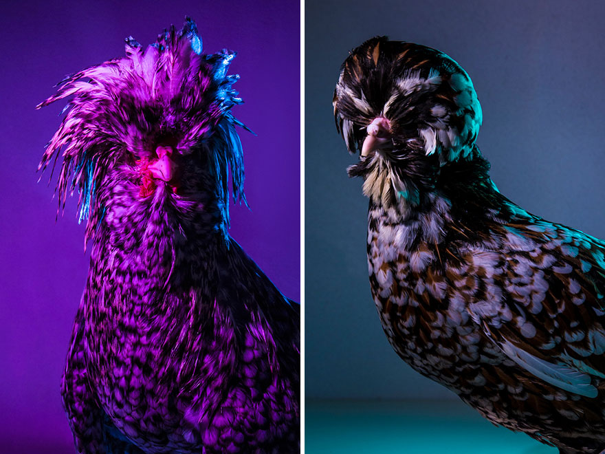 I Photograph Model-Like Portraits Of Stylish Chickens