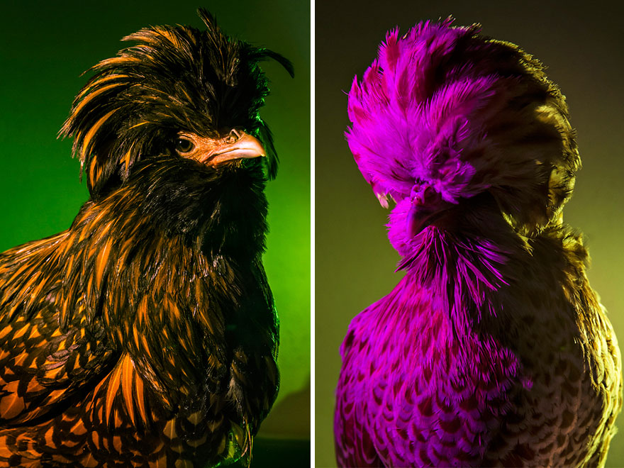 I Photograph Model-Like Portraits Of Stylish Chickens