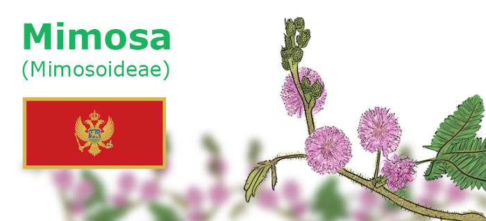Digitally Hand-drawn European National Flowers Show You The Countries' Connection With Nature