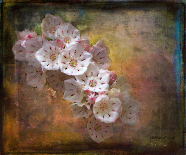 I Uncover Hidden Art From Ordinary Flowers