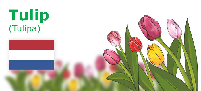Digitally Hand-drawn European National Flowers Show You The Countries' Connection With Nature
