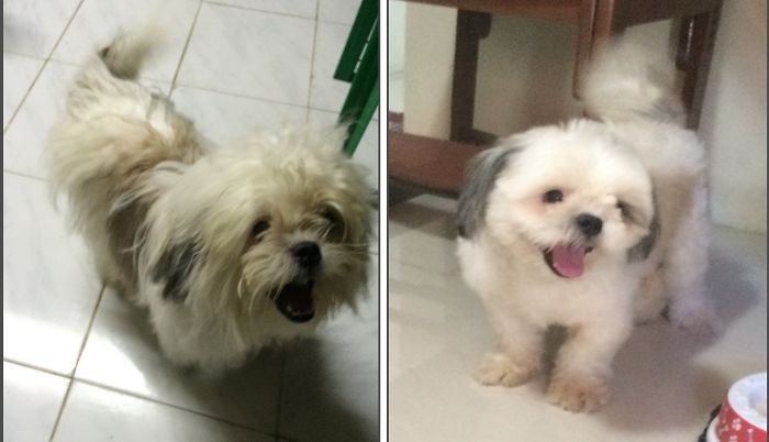 I'm Basty!!! Imma Handsome Shih Tzu :) ( Before & After Haircut)