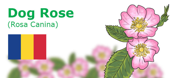 Digitally Hand-drawn European National Flowers Show You The Countries' Connection With Nature