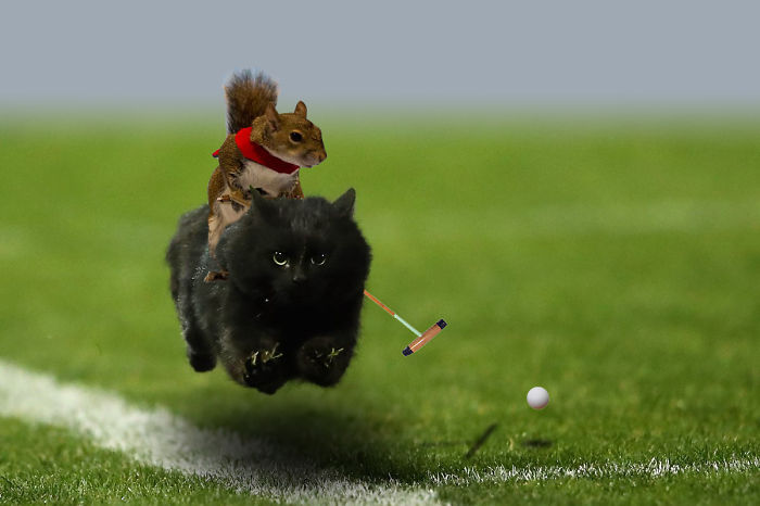 Polo Cat With Squirrel Rider