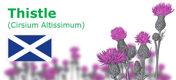 Digitally Hand-drawn European National Flowers Show You The Countries' Connection With Nature