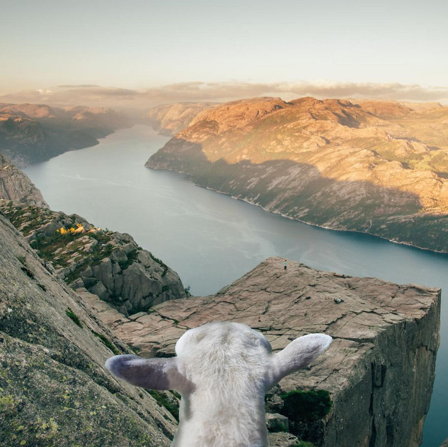 We Dedicated An Instagram Profile To The Newest Norwegian Tourism's Mascots - Sheep