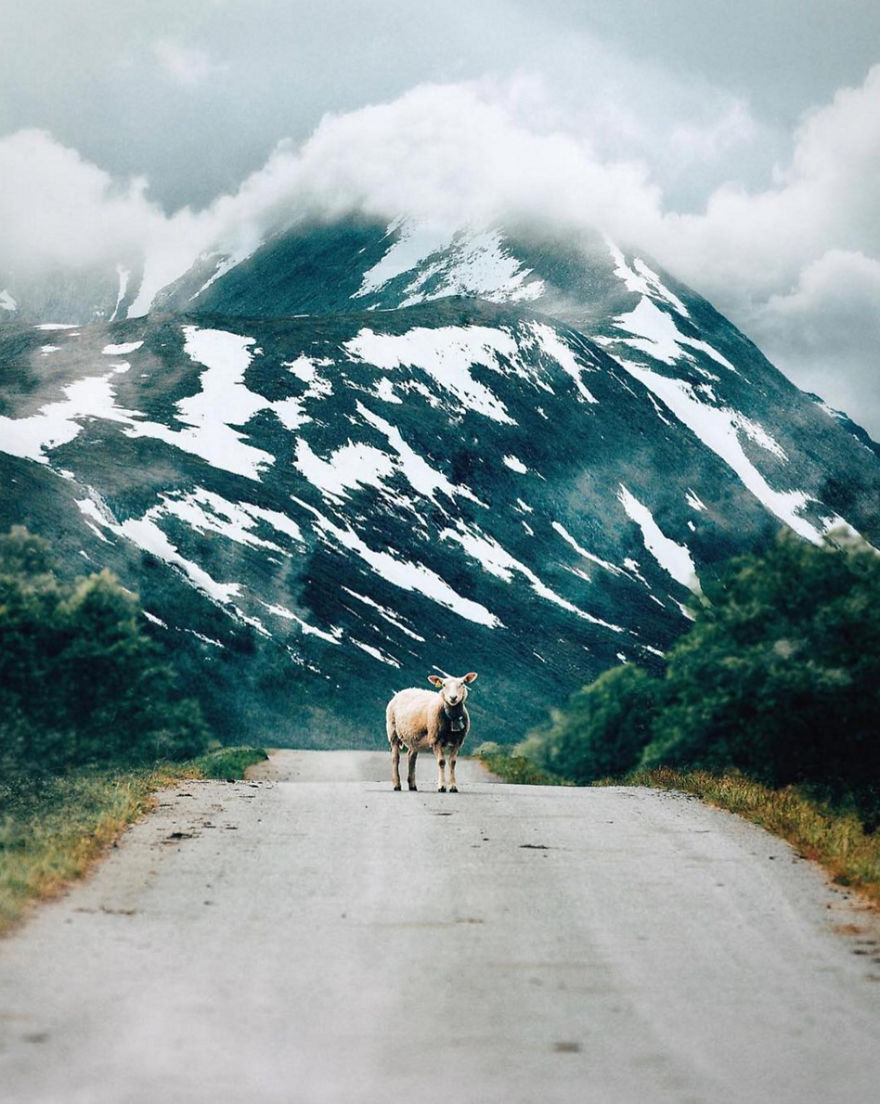 We Dedicated An Instagram Profile To The Newest Norwegian Tourism's Mascots - Sheep