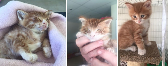 This Kitty Made A Full Recovery From The Brink Of Death