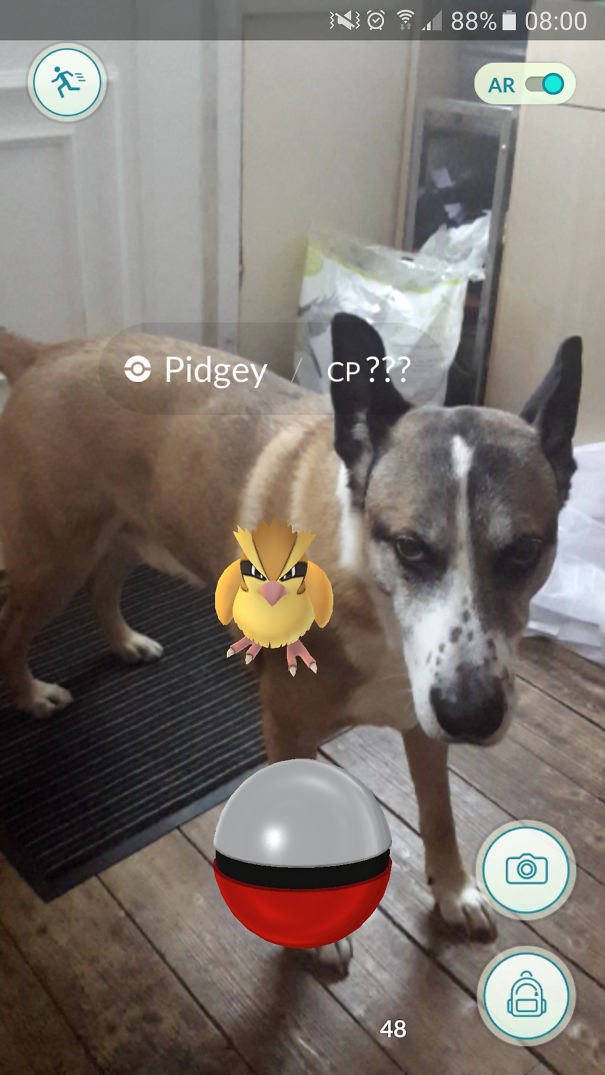 My Dog Channeling His Inner Pidgey ????????