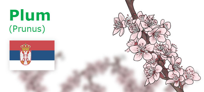 Digitally Hand-drawn European National Flowers Show You The Countries' Connection With Nature