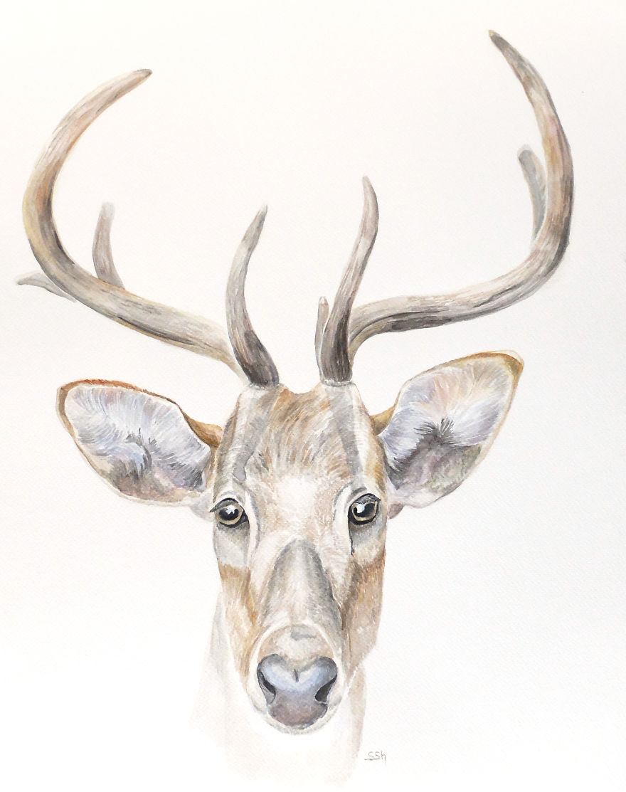 My Watercolour Art Is My Way To Contribute To Wildlife Conservation
