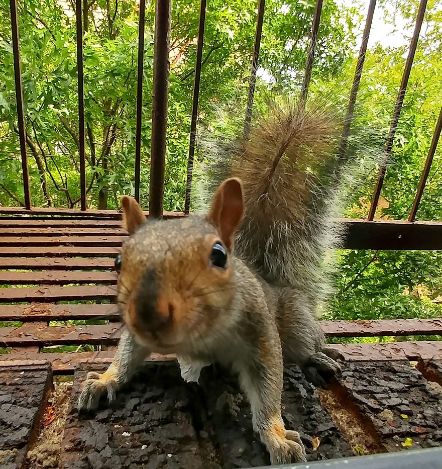 This Squirrel Showed Up On My Fire Escape And She Wasn't Alone