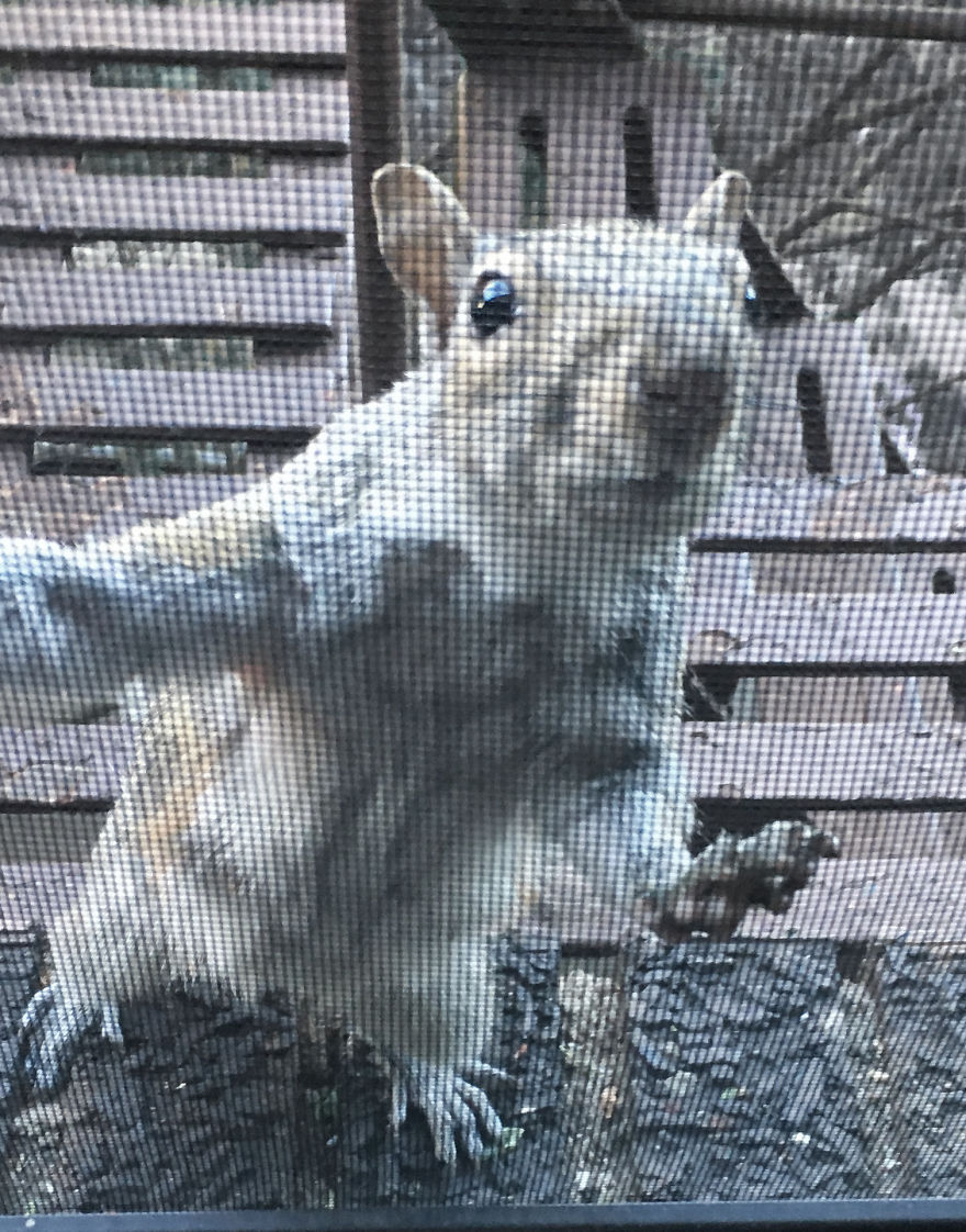 This Squirrel Showed Up On My Fire Escape And She Wasn't Alone