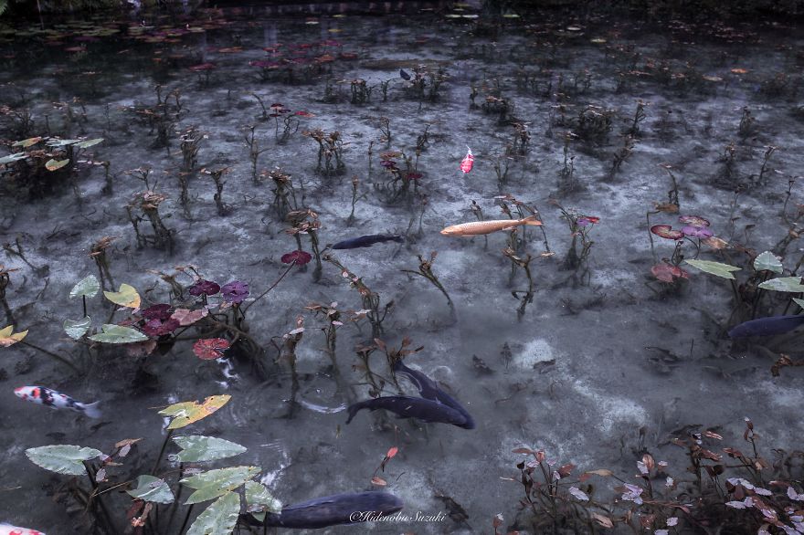 'Monet's Pond' In Japan That Looks Like Monet's Paintings