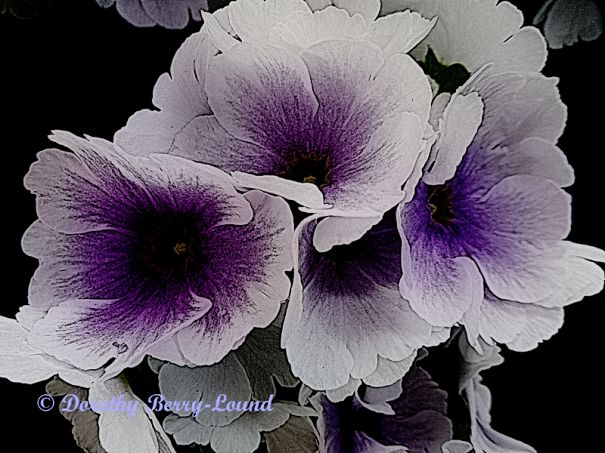 Vainglorious-Violet-5785fc435e182.jpg