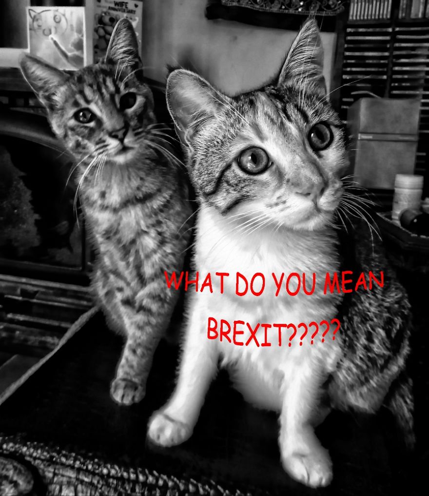 What Do You Mean Brexit????