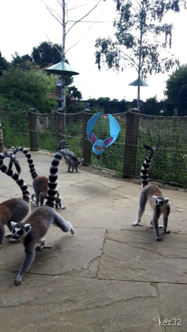 Lemurs Running Away From A Zubat At The Tropical Butterfly House, Near Sheffield