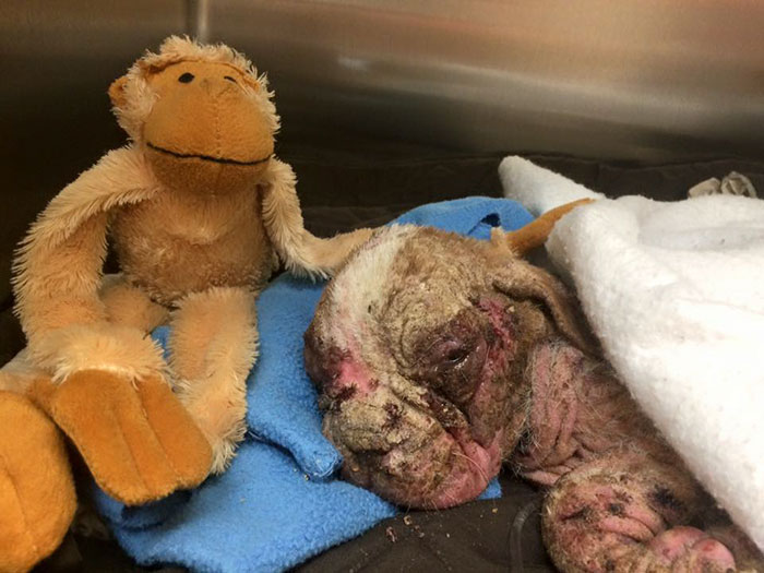 Abandoned Puppy Who Wasn't Supposed To Survive Gets Saved By A Miracle