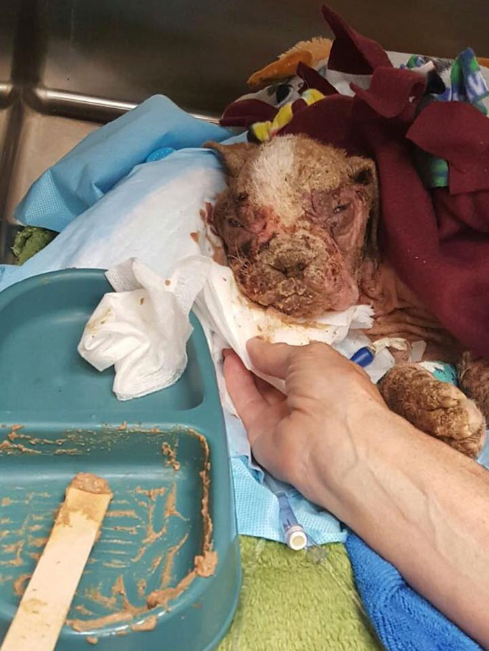 Abandoned Puppy Who Wasn't Supposed To Survive Gets Saved By A Miracle