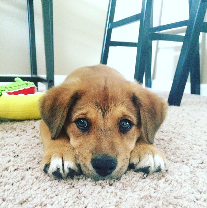 Welcome Home, Leo. You've Already Stolen Our Hearts
