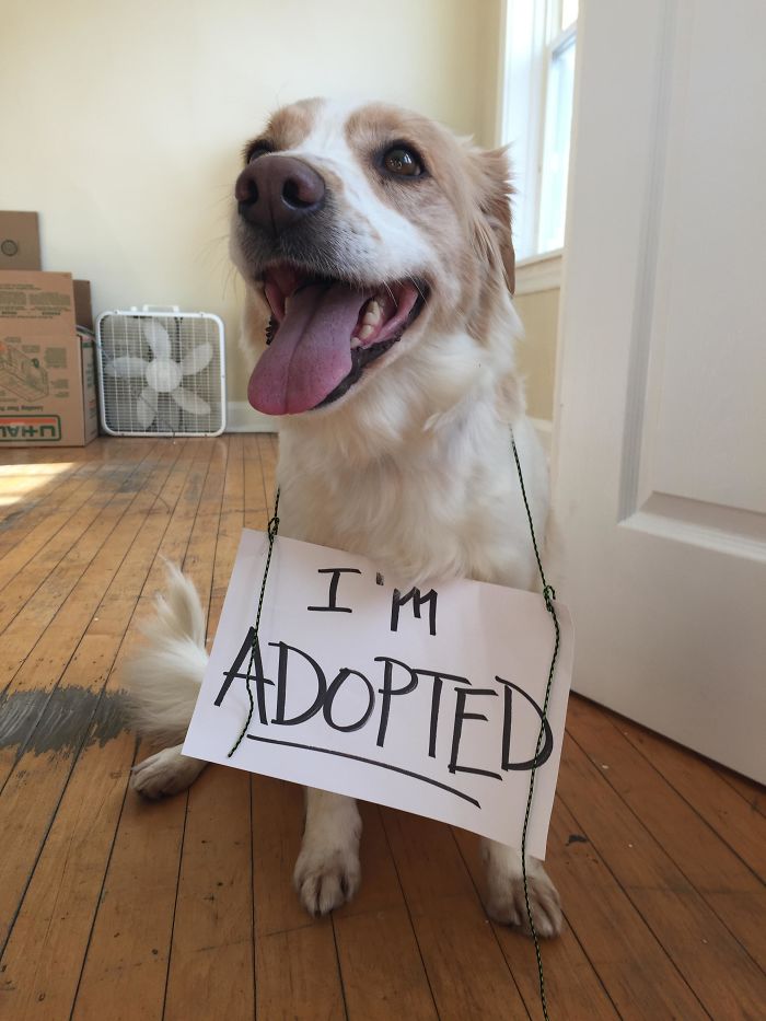 I'm Adopted