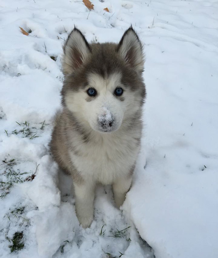 My Sister And Her Husband Adopted This Cutie, This Is His First Snow
