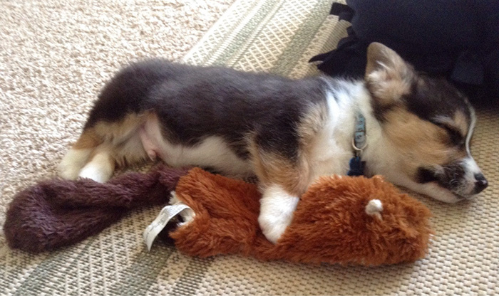 First Day Home. He Played With His Squeaky Squirrel Until He Passed Out
