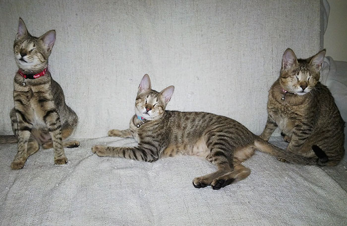 adopted-three-blind-cats-15