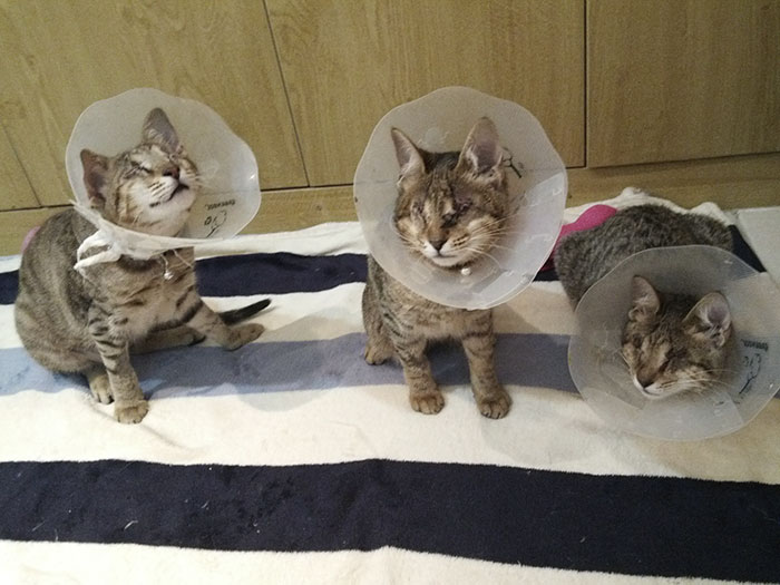 Nobody Wanted These 3 Blind Cats, Until This Woman Decided To Adopt Them