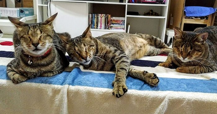 Nobody Wanted These 3 Blind Cats, Until This Woman Decided To Adopt Them